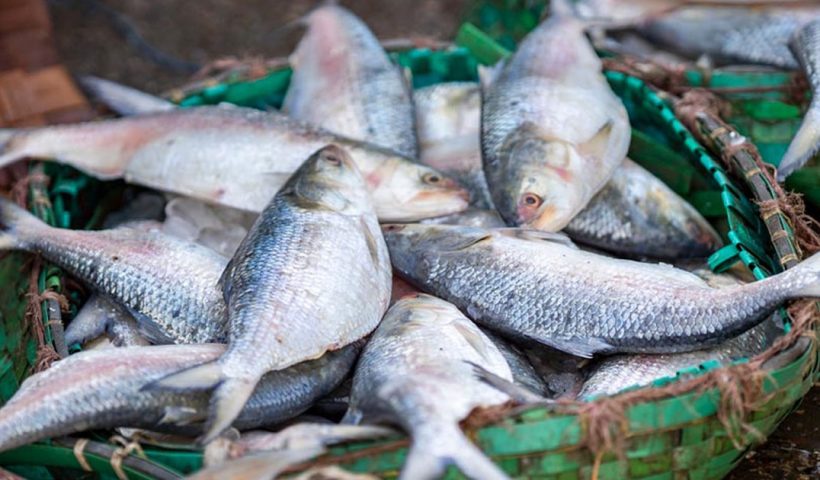 Bangladesh Hilsa Diplomacy End