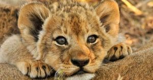 lion cub