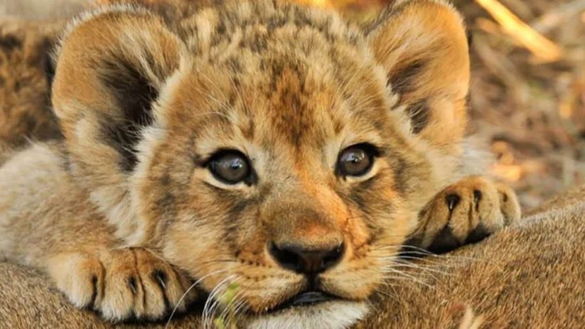lion cub