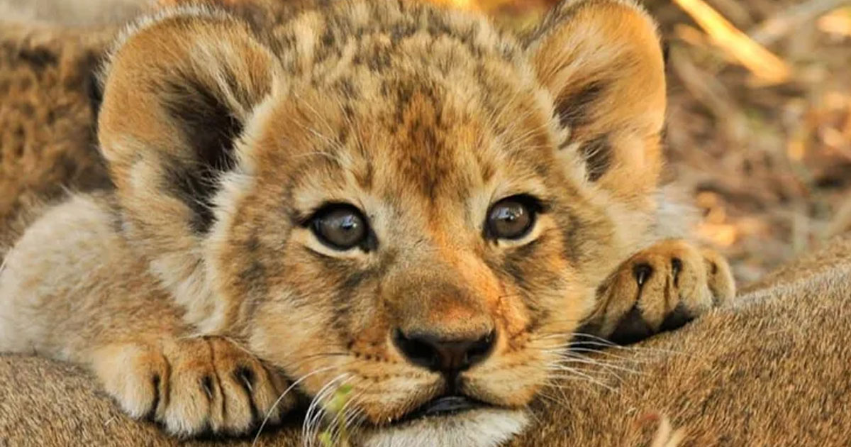 lion cub