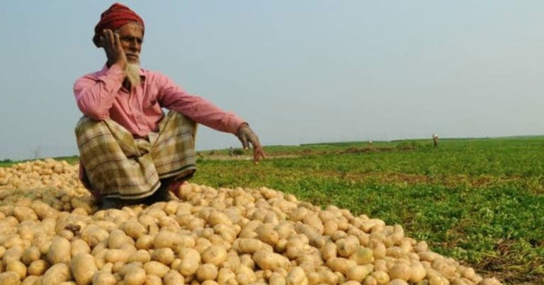 Potato Farmer Crisis
