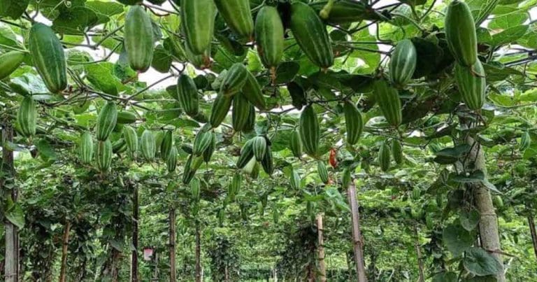 পটল চাষ: কম খরচে বেশি লাভ, কৃষকদের জন্য সুবর্ণ সুযোগ