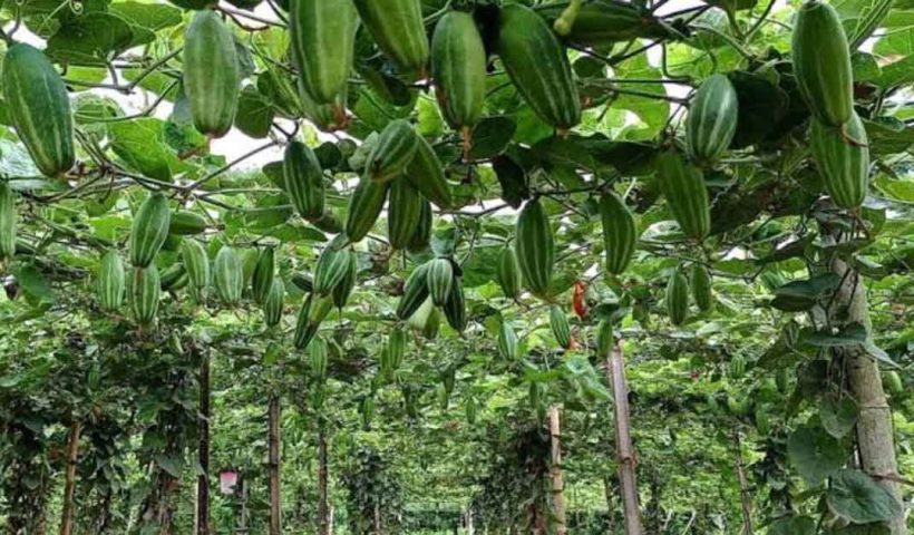 পটল চাষ: কম খরচে বেশি লাভ, কৃষকদের জন্য সুবর্ণ সুযোগ