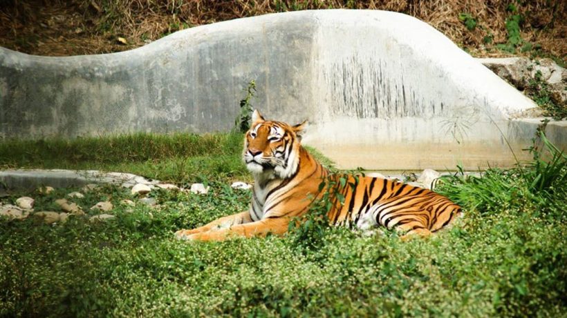 Tiger