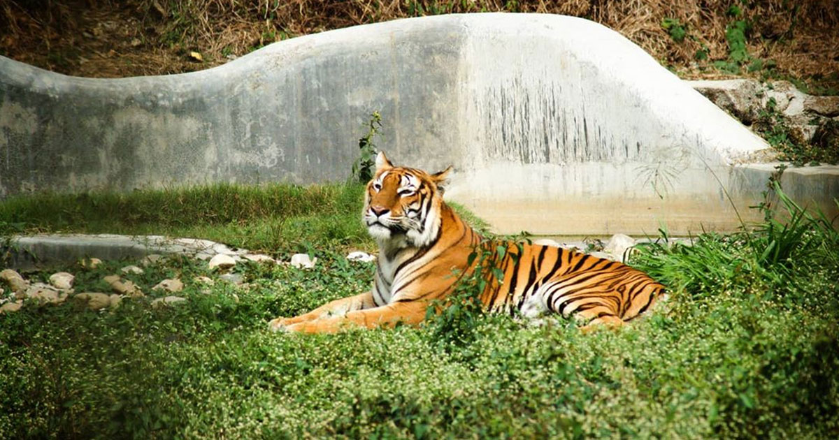 Tiger
