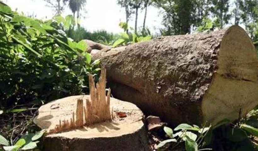 বিনা সম্মতিতে গাছ কাটার অভিযোগ কলকাতা বন্দরের বিরুদ্ধে, ক্ষুব্ধ মেয়র