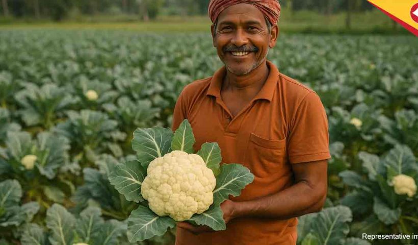 Bengal Farmer’s Cauliflower Farming Success: High Yield Techniques Yield 5 Tons in 60 Days