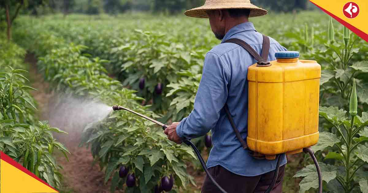 Eco-Friendly Natural Insecticides Boost Chilli, Brinjal, and Okra Farming in West Bengal