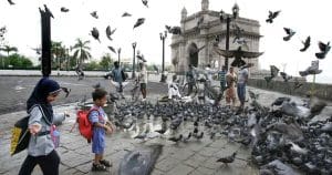Mumbai pigeon feeding
