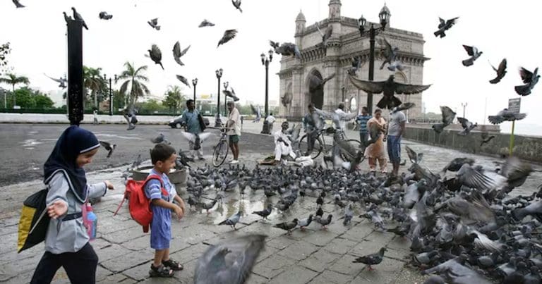 Mumbai pigeon feeding