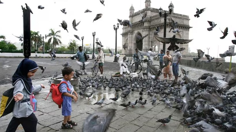 Mumbai pigeon feeding