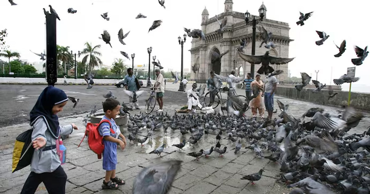 Mumbai pigeon feeding