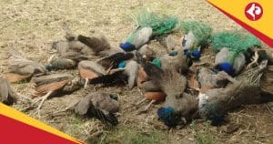 Peacocks found dead in Karnataka