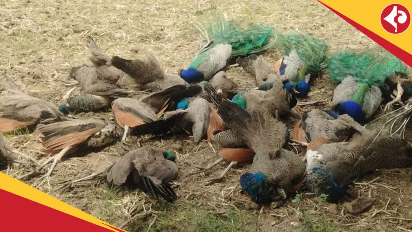 Peacocks found dead in Karnataka
