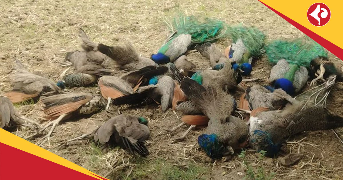 Peacocks found dead in Karnataka