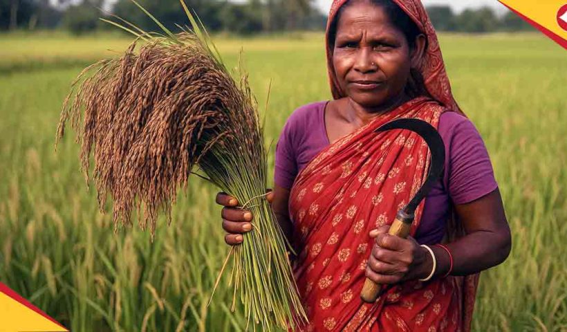Reviving Kalo Nunia Rice: West Bengal’s Mission to Restore Indigenous Rice Varieties for Sustainability