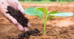 Vermicompost