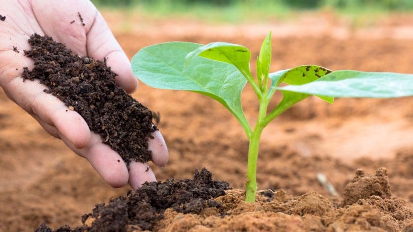 Vermicompost