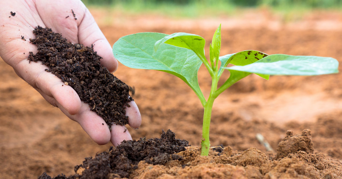 Vermicompost