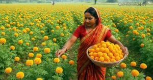 West Bengal Marigold Boom: High Demand Fuels Horticulture Growth in Post-Pandemic Market