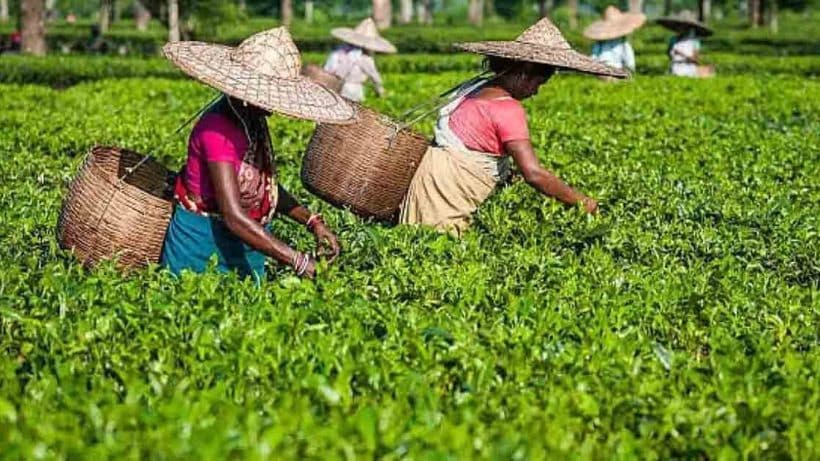 Assam Tea industry