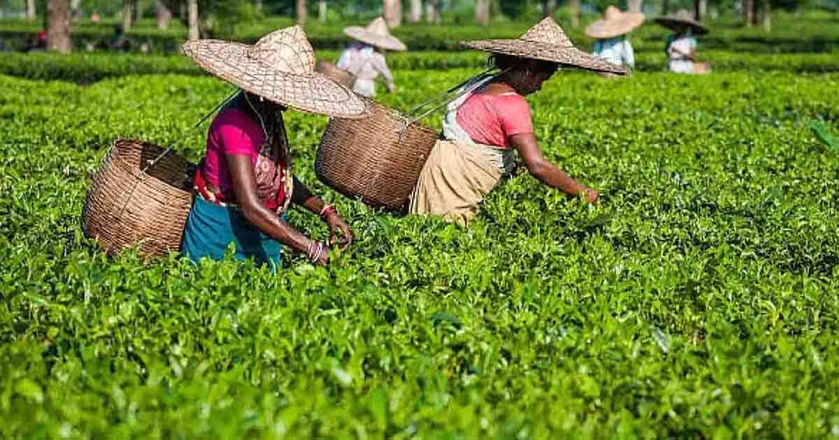 Assam Tea industry