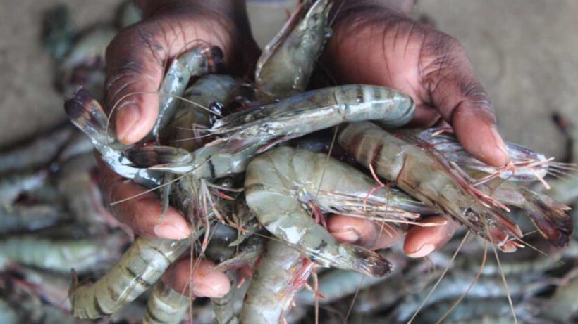 US Tariff harmes bengal fishermen