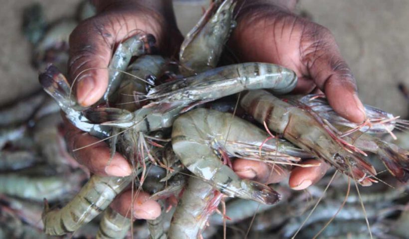 US Tariff harmes bengal fishermen