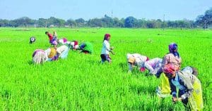 Kharif Yield record