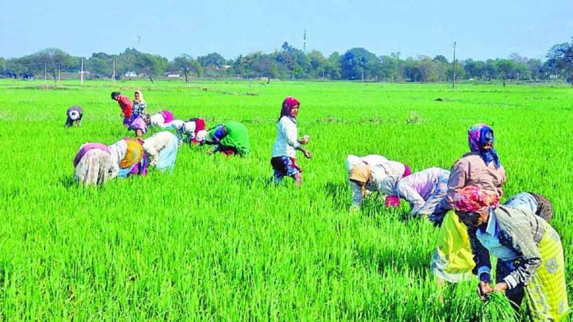 Kharif Yield record