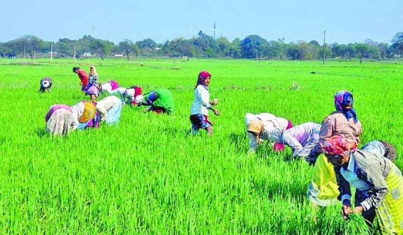 Kharif Yield record
