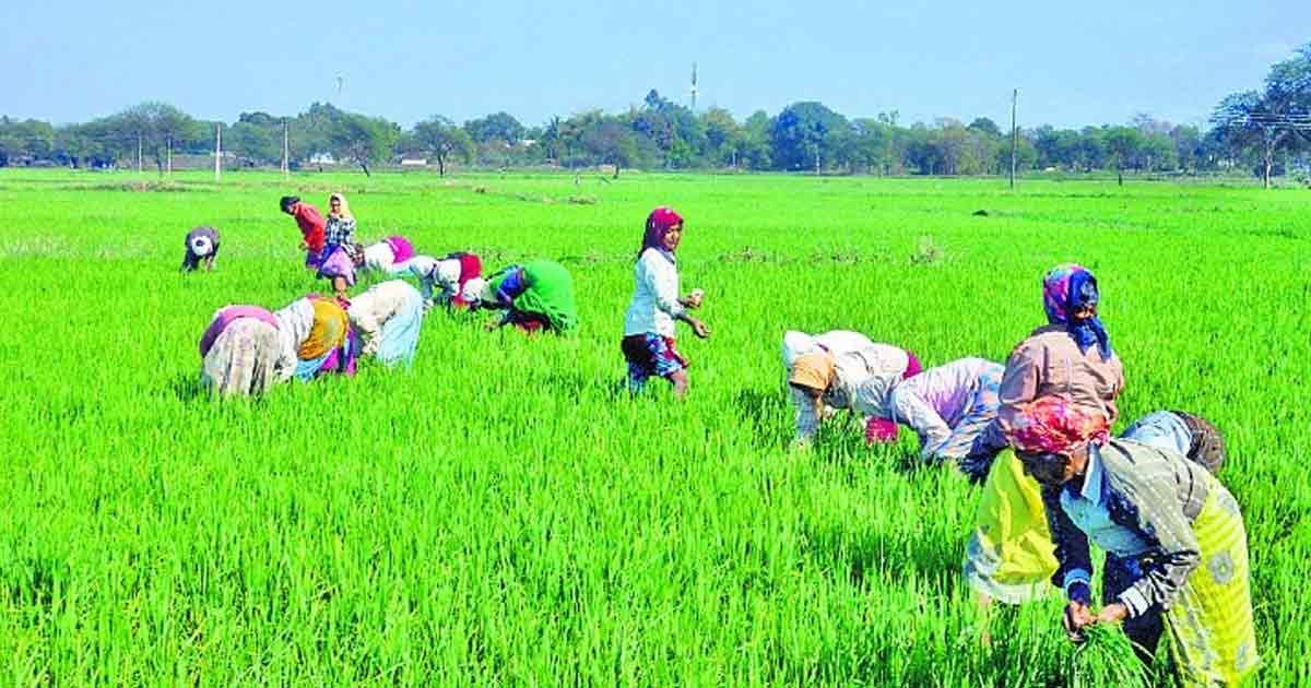 Kharif Yield record