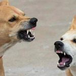 ২ লক্ষ ৮০ হাজার কুকুর সরানো বড় চ্যালেঞ্জ স্বীকার রাজ্য সরকারের