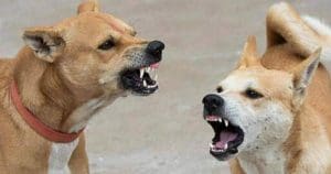 Stray Dog beaten to death