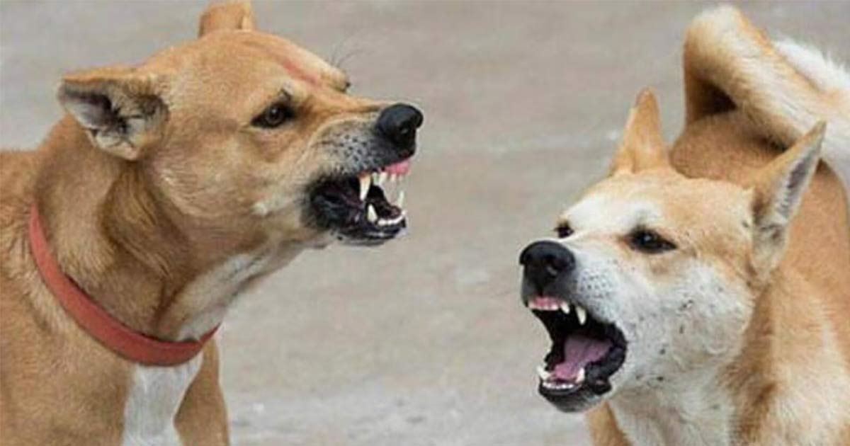 Stray Dog beaten to death