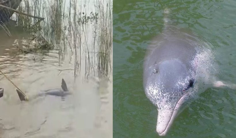 বর্ষার বর্ধমান, দামোদরে ডলফিনের নাচ!