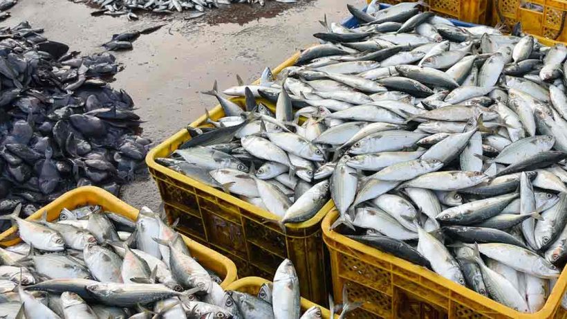 Fish Exports record from india