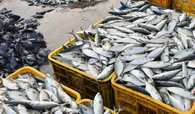 Fish Exports record from india