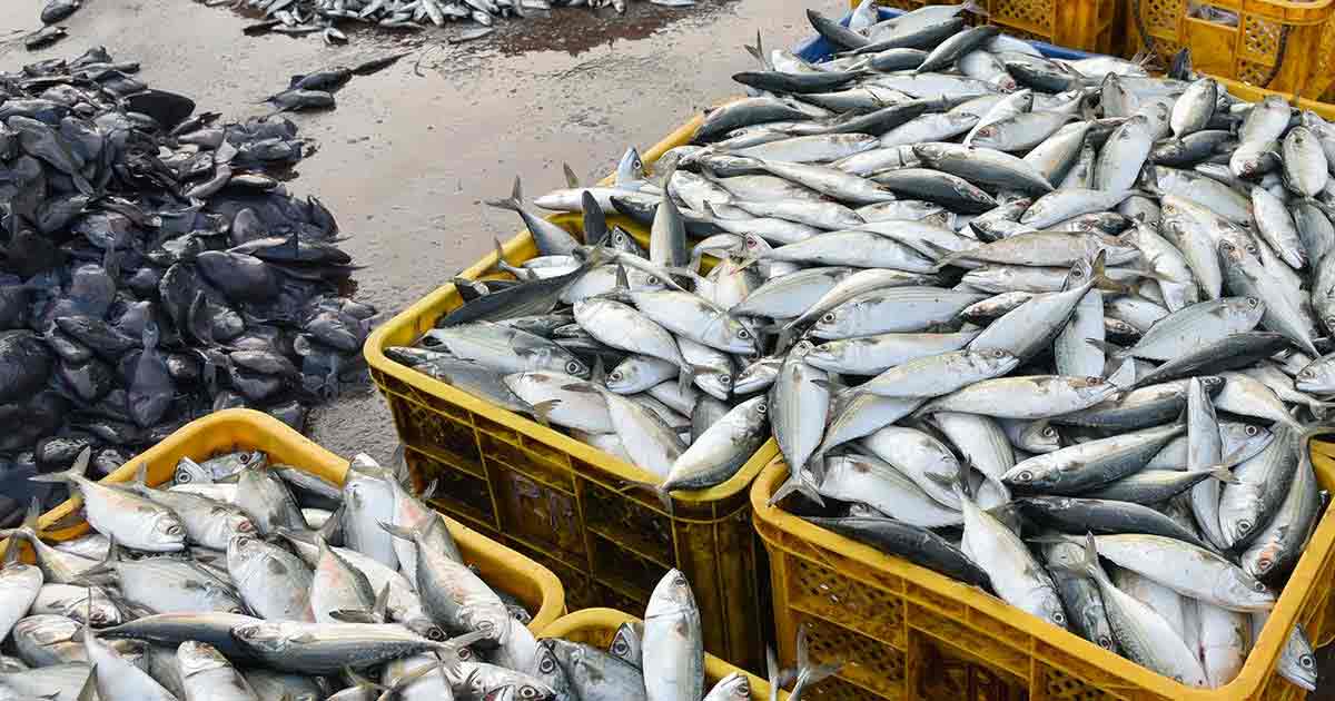 Fish Exports record from india