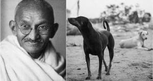 Gandhiji approved killing of 60 strays