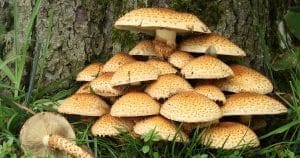 India mushroom market