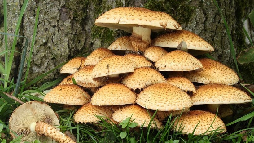 India mushroom market