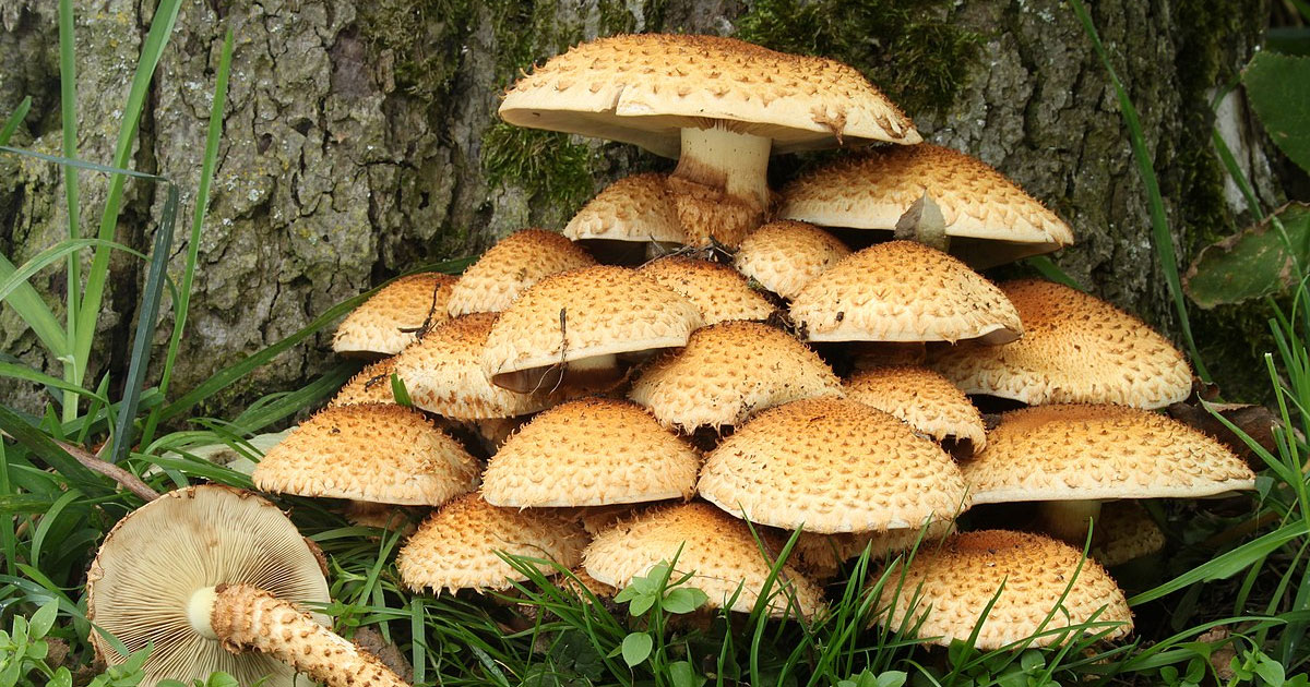 India mushroom market