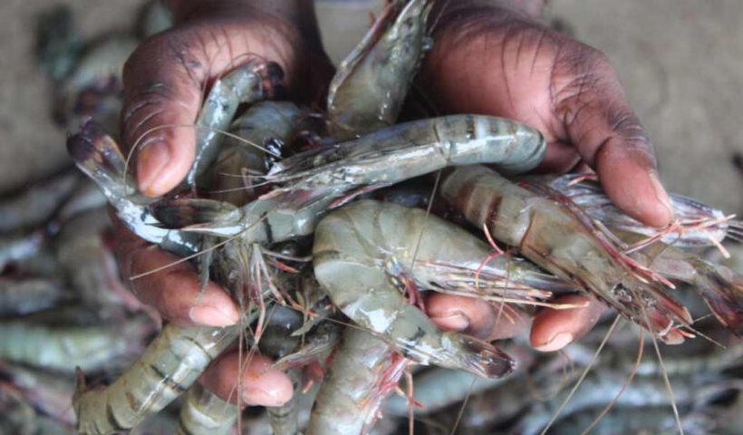 Trump shrimp