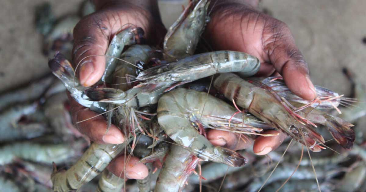 Trump shrimp