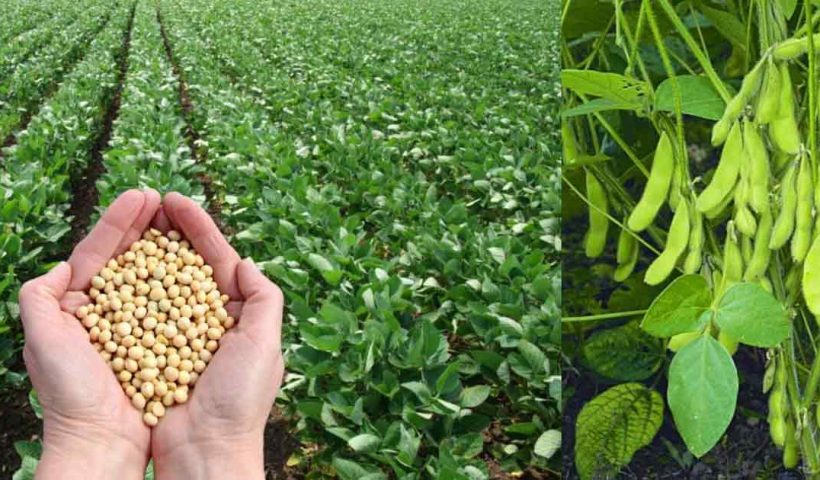 Soybean Cultivation in India