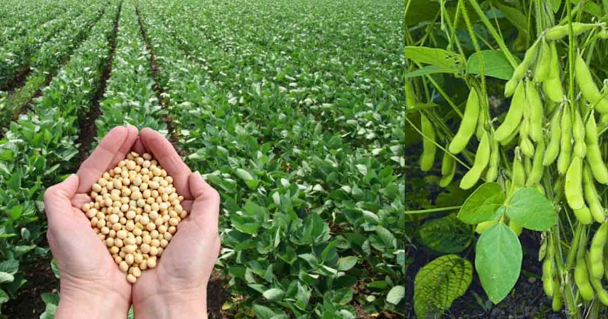 Soybean Cultivation in India