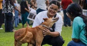 Supreme Court stray dog order