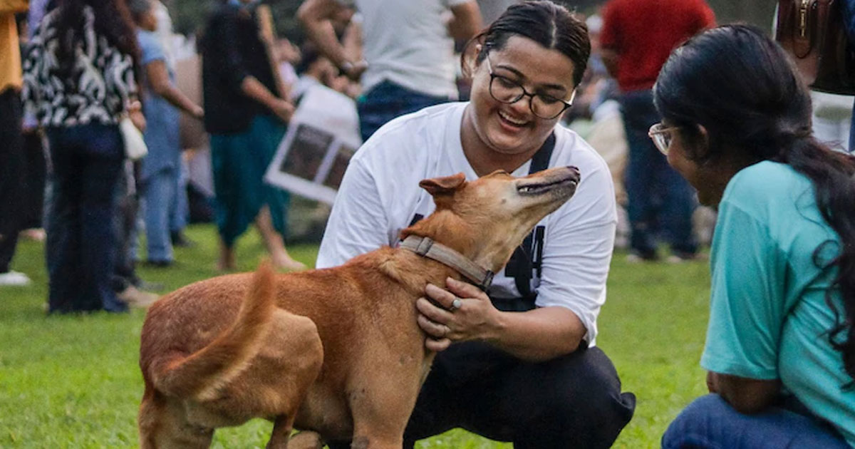 Supreme Court stray dog order