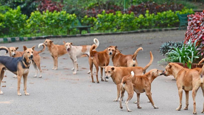 SC reserved verdict on stray dog